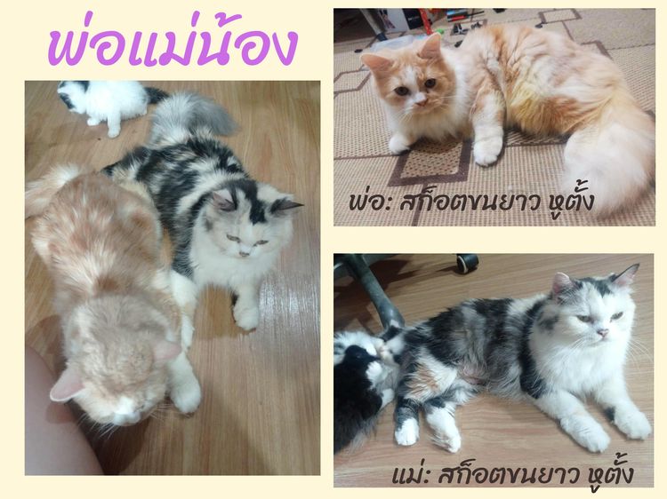 ลูกแมวสก็อตติชแท้ โล๊ะด่วน (คนเลี้ยงขายเอง) รูปที่ 4