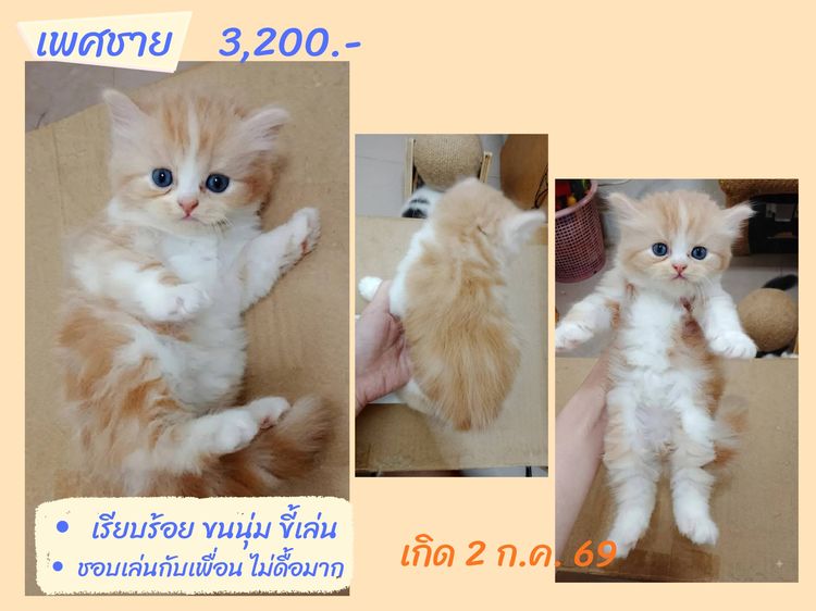 ลูกแมวสก็อตติชแท้ โล๊ะด่วน (คนเลี้ยงขายเอง)