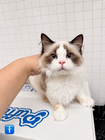แร็กดอลล์ (Ragdoll) น้องโบจัง