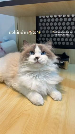 แร็กดอลล์ (Ragdoll) น้องหนวดงับ