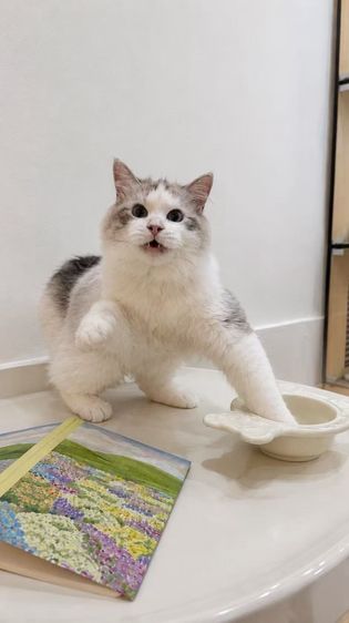 แร็กดอลล์ (Ragdoll) น้องฮาร์บิน