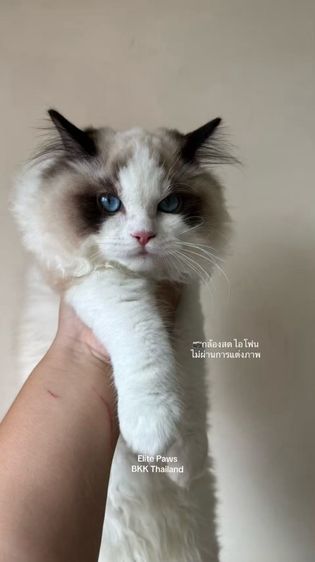 แร็กดอลล์ (Ragdoll) น้องคาซาม่า