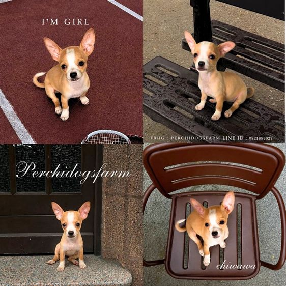ชิวาวา (Chihuahua) กลาง ชิวาวา หญิง