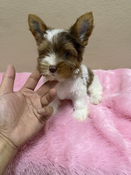 ยอร์คเชียร์ เทอร์เรีย (Yorkshire Terrier) เล็ก บีเวอร์ยอร์คเชียร์เพศผู้