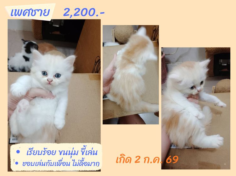 ลูกแมวสก็อตติชแท้ โล๊ะด่วน (คนเลี้ยงขายเอง) รูปที่ 2