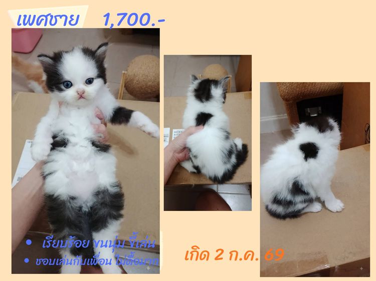 ลูกแมวสก็อตติชแท้ โล๊ะด่วน (คนเลี้ยงขายเอง) รูปที่ 3