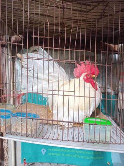 ไก่แจ้สายพันธุ์เตี้ยสามารถเลี้ยงส่งเข้าประกวดได้เลย