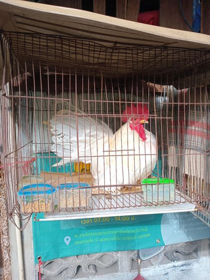 ไก่แจ้สายพันธุ์เตี้ยสามารถเลี้ยงส่งเข้าประกวดได้เลย รูปที่ 3