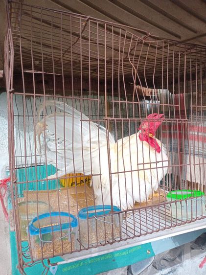 ไก่แจ้สายพันธุ์เตี้ยสามารถเลี้ยงส่งเข้าประกวดได้เลย รูปที่ 2