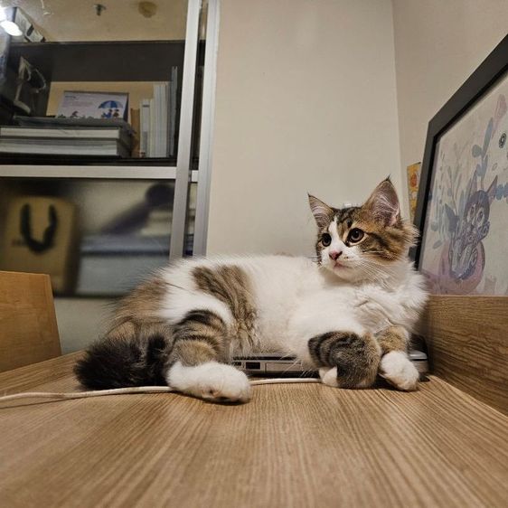 เมนคูน (Maine Coon) ลูกแมวเมนคูนผสมเปอร์เซีย เพศผู้