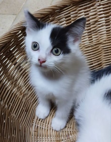 สก็อตติช โฟลด์ (Scottish Fold) แมวพันธ์สก้อตติช