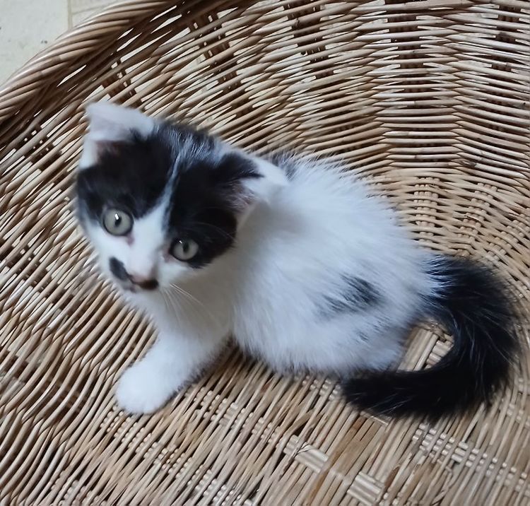 สก็อตติช โฟลด์ (Scottish Fold) แมวพัธ์สก้อตติช