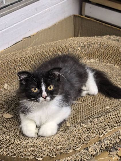 สก็อตติช โฟลด์ (Scottish Fold) แมวพันธุ์สก้อตติช