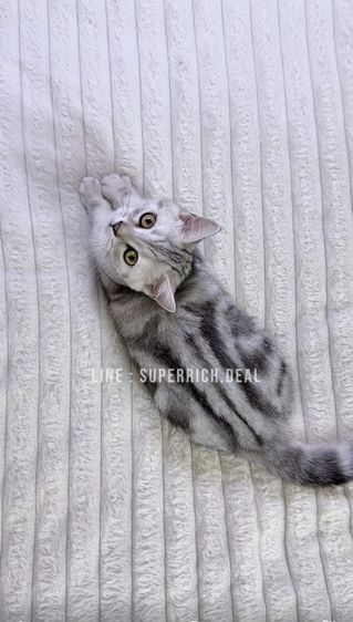 อเมริกัน ชอร์ตแฮร์ (American Shorthair) ลูกแมวอเมริกันช๊อตแฮร์ เพศหญิง พร้อมย้ายบ้าน