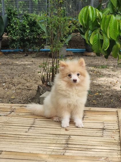 น้องปอม เพศผู้ รูปที่ 4