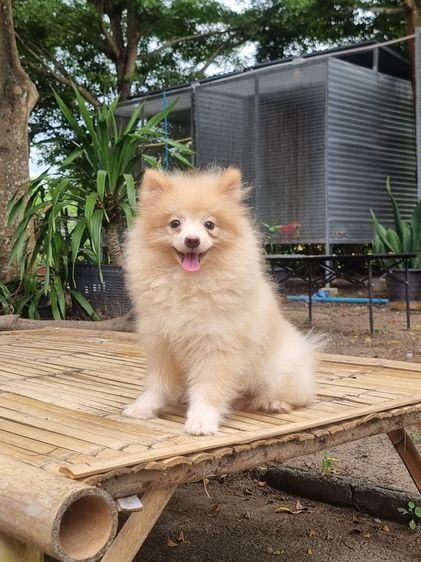 ปอมเมอเรเนียน (Pomeranian) เล็ก น้องปอม เพศผู้