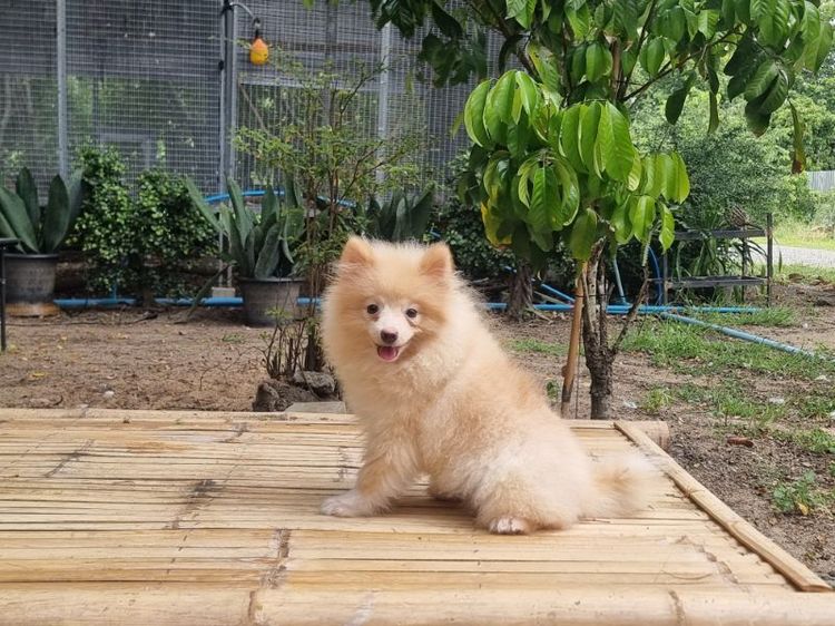 น้องปอม เพศผู้ รูปที่ 2