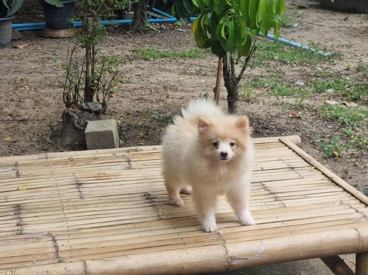 น้องปอม เพศผู้ รูปที่ 3