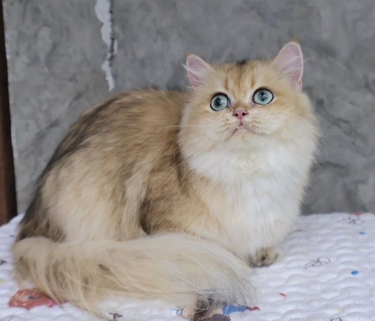 British Longhair รูปที่ 3