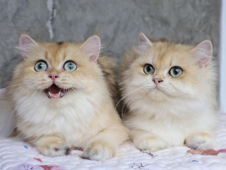 British Longhair