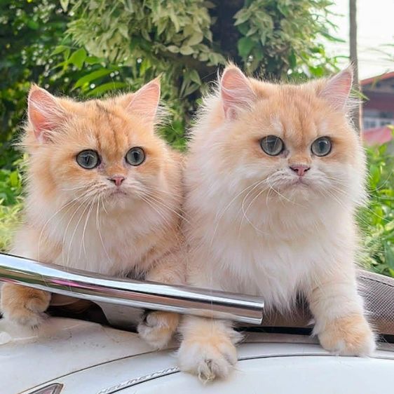 British Longhair รูปที่ 6