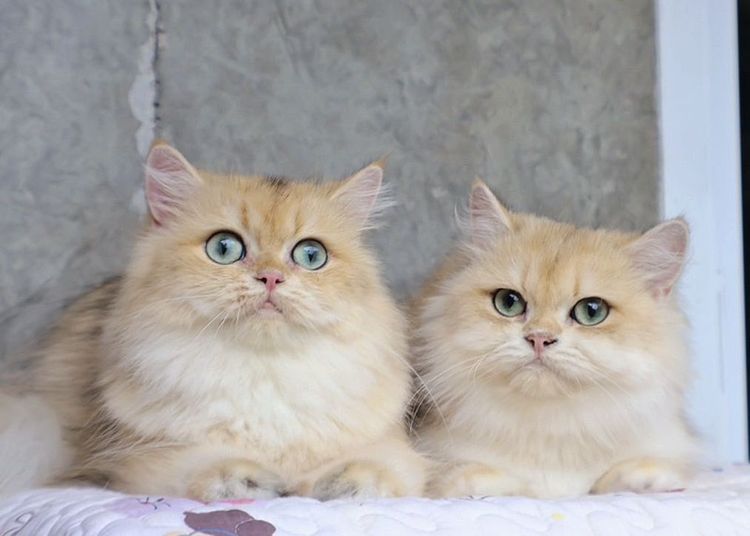 British Longhair รูปที่ 4