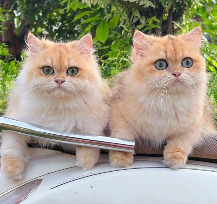 British Longhair รูปที่ 5