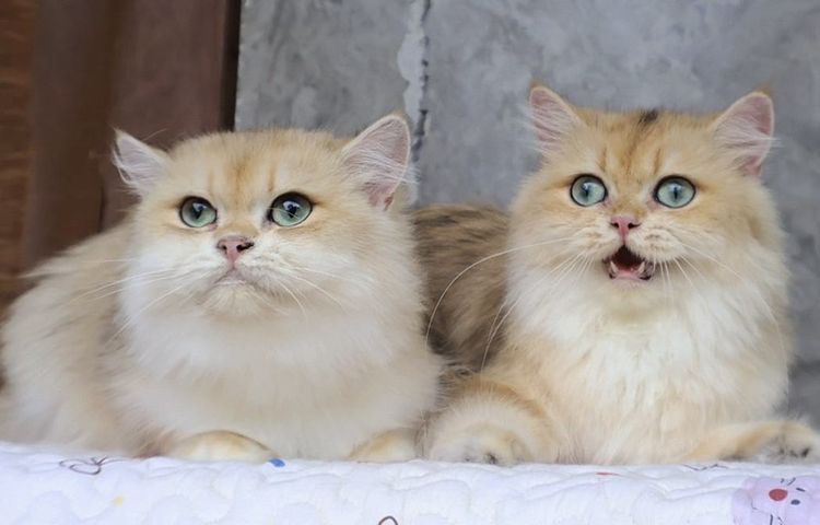 British Longhair รูปที่ 2
