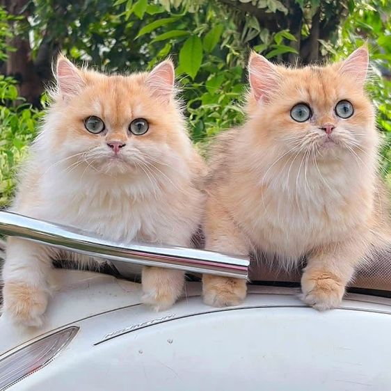 British Longhair รูปที่ 8