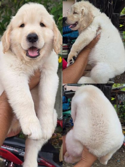 โกลเด้นรีทรีฟเวอร์ (Golden Retriever) ลูกโกลเด้นแท้ โครงสร้างใหญ่ เกรดคุณภาพ