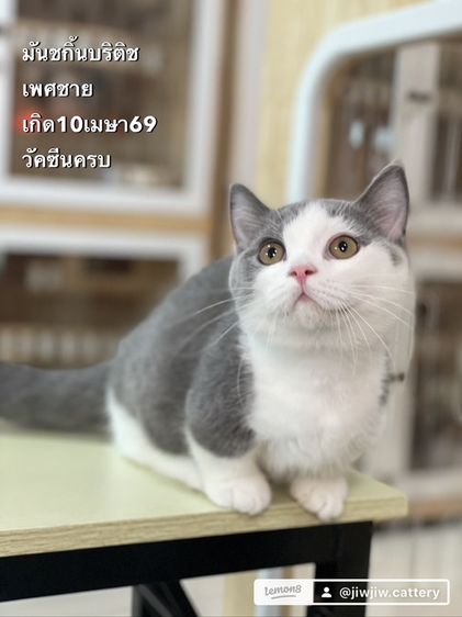 มันช์กิ้น (Munchkin) มันชกิ้นบริติชพร้อมย้าย
