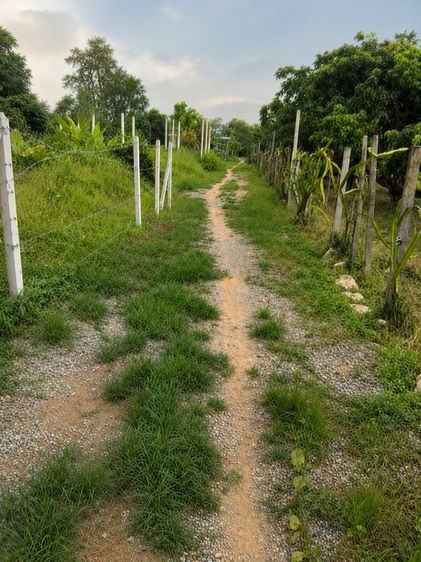 ที่ดินแถวสารภี ตำบลดอยแก้ว  รูปที่ 4
