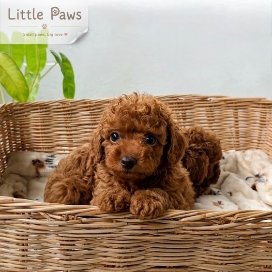 พุดเดิ้ล (Poodle) เล็ก หมูยองน้อย