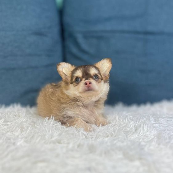 ชิวาวา (Chihuahua) เล็ก ลุกชิวาวาขนยาวผุ้3เมีย2