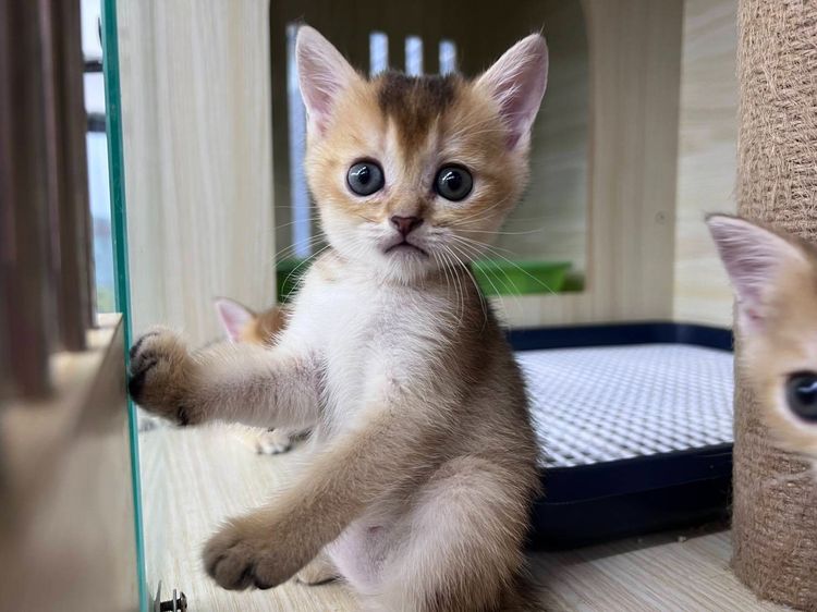 British Shorthair  รูปที่ 5