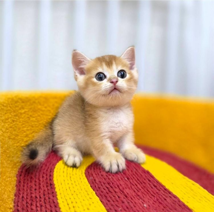 British Shorthair  รูปที่ 2