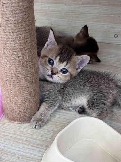 British Shorthair  รูปที่ 4