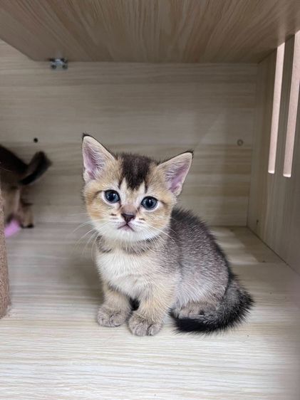 British Shorthair  รูปที่ 3