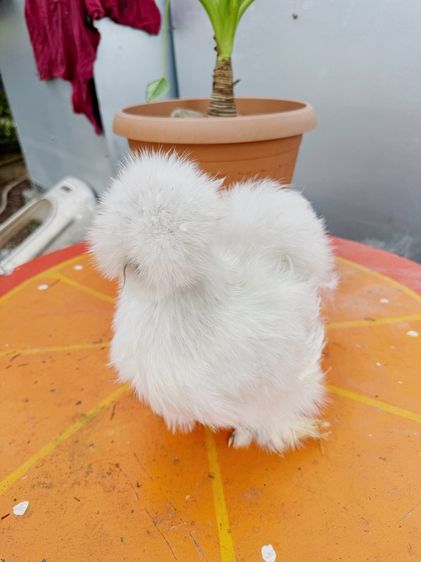 ไก่ซิลกี้ สวยๆ