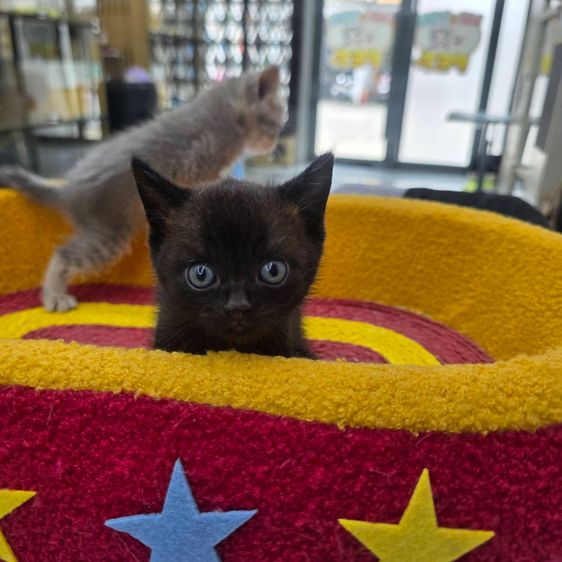British Shorthair Munchkin  รูปที่ 4