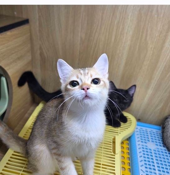 British Shorthair Munchkin  รูปที่ 2