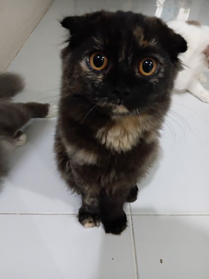 สก็อตติช โฟลด์ (Scottish Fold) แมวสก๊อตติชโฟลด์