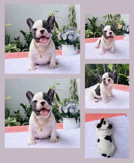เฟรนบลูด็อก หญิง บลูพาย ส่งฟรี
