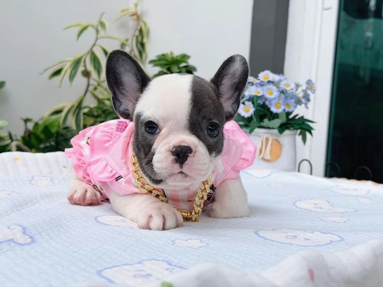 เฟรนบลูด็อก หญิง บลูพาย ส่งฟรี รูปที่ 13