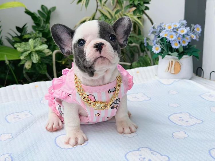 เฟรนบลูด็อก หญิง บลูพาย ส่งฟรี รูปที่ 12