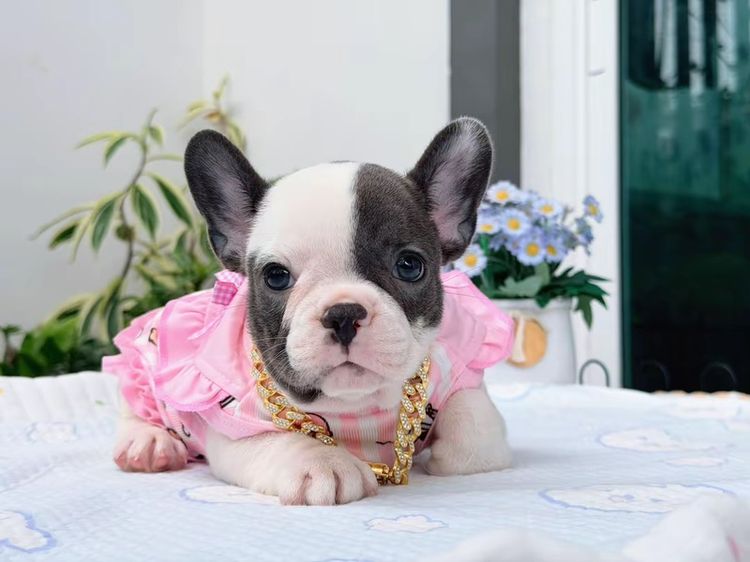 เฟรนบลูด็อก หญิง บลูพาย ส่งฟรี รูปที่ 11