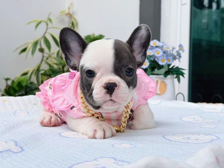 เฟรนบลูด็อก หญิง บลูพาย ส่งฟรี รูปที่ 15