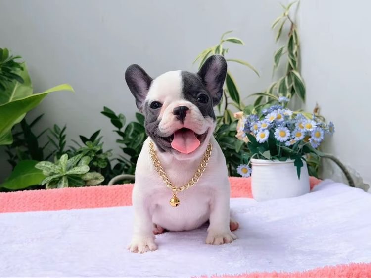 เฟรนบลูด็อก หญิง บลูพาย ส่งฟรี