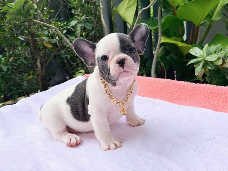 เฟรนบลูด็อก หญิง บลูพาย ส่งฟรี รูปที่ 9