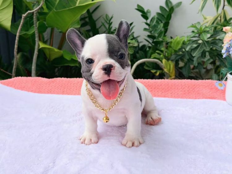 เฟรนบลูด็อก หญิง บลูพาย ส่งฟรี รูปที่ 4